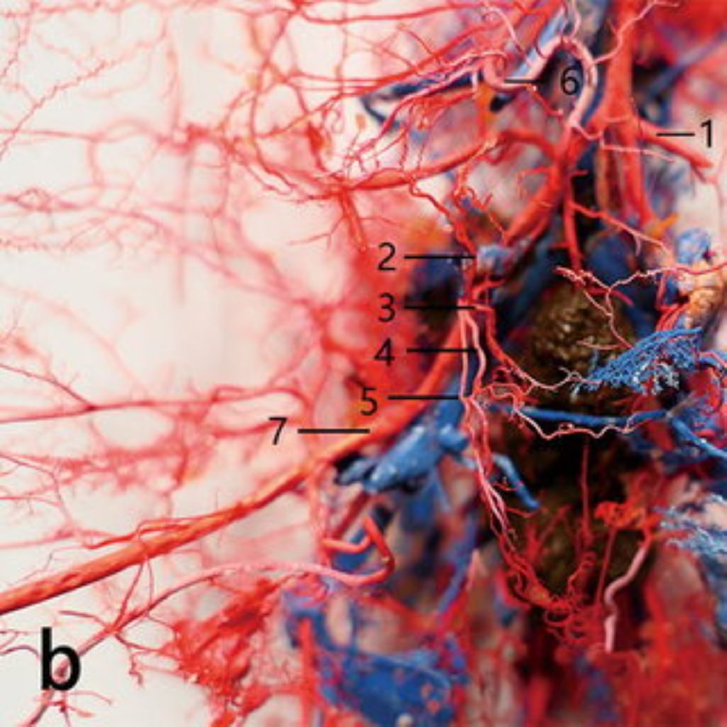 Endometrium transplantologiyası