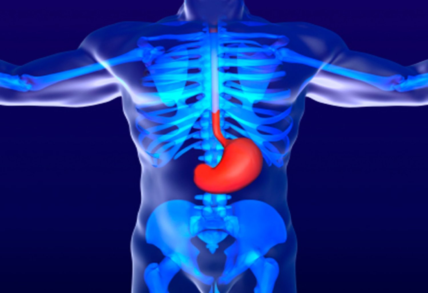 Mədə-Bağırsaq Sistemi: Funksiyaları, Quruluşu və Sağlamlıq Məsələləri