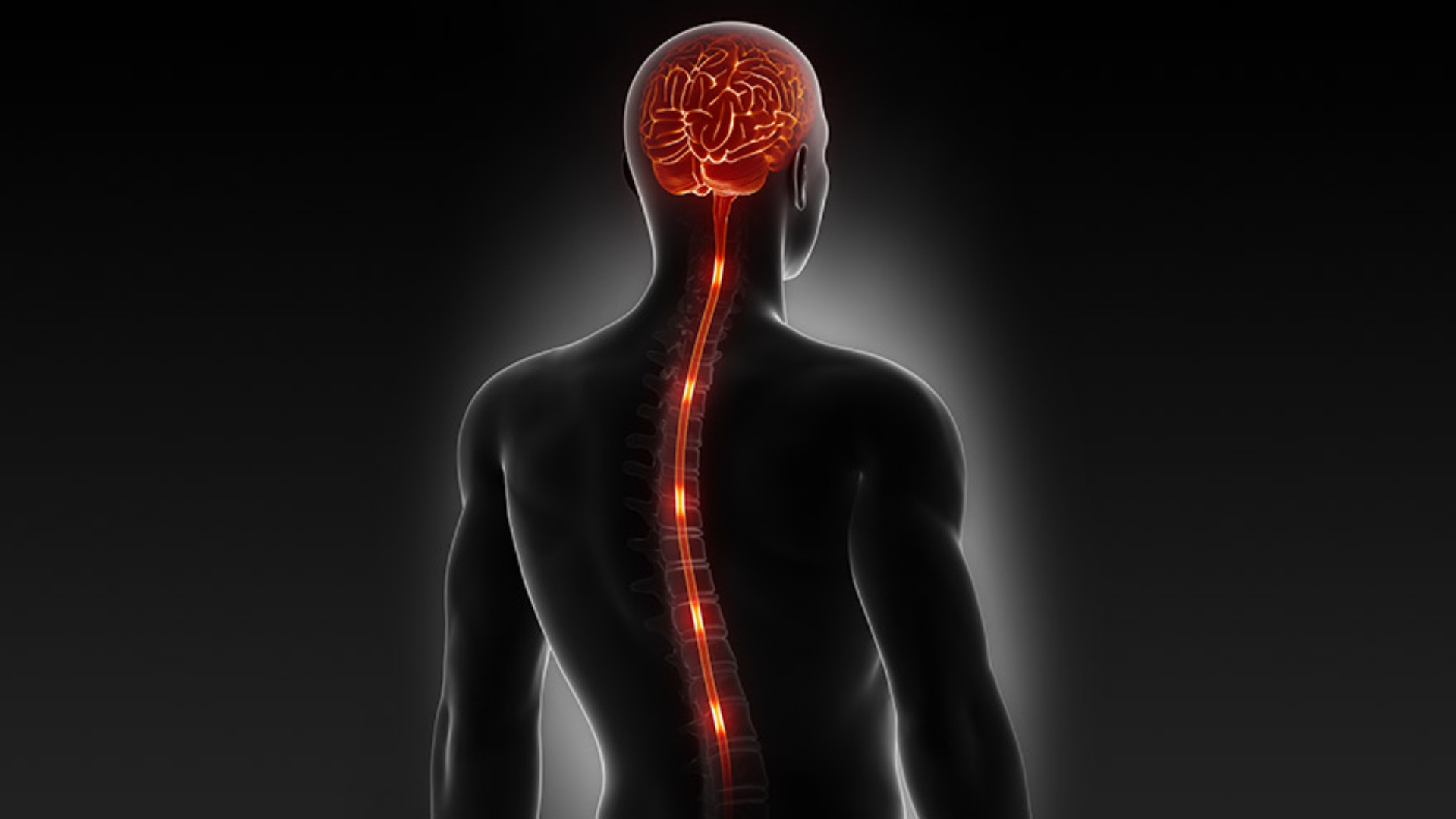 Onurğa  şişləri makalesi