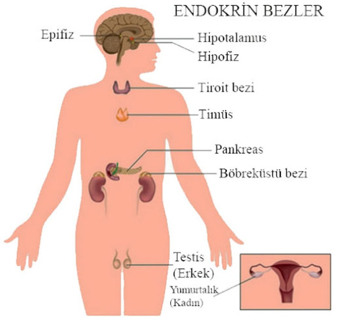 Endokrin Sistemi: Tərif, Funksiyaları və Əhəmiyyəti