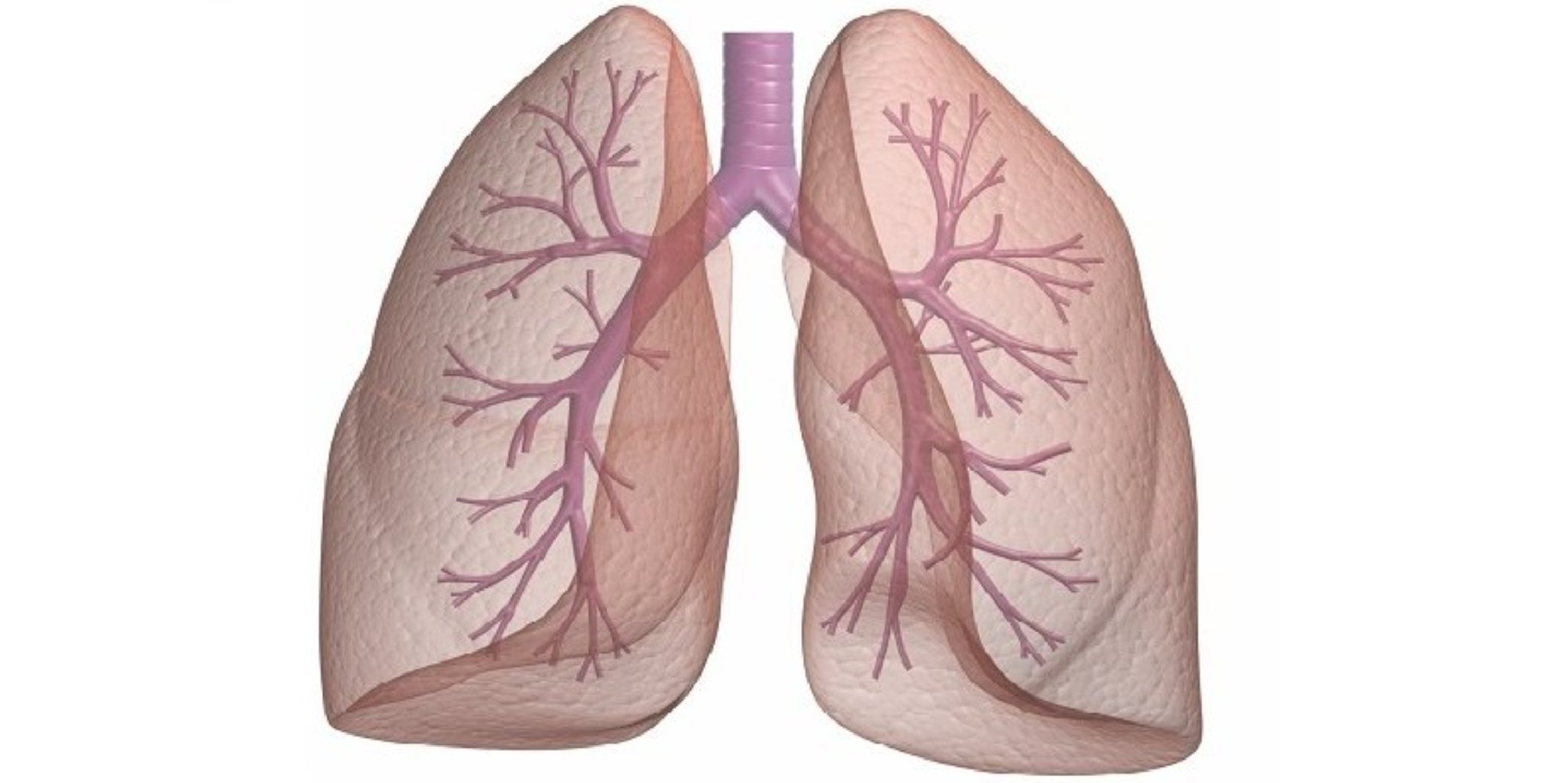 Ağciyər toxuması absesi, nekroz, qanqren.