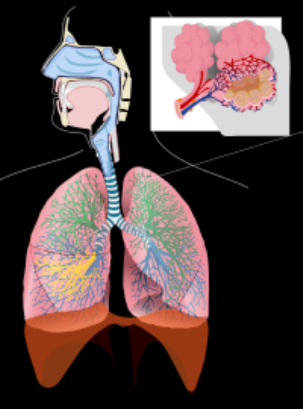 Tənəffüs yollarının infeksiyaları