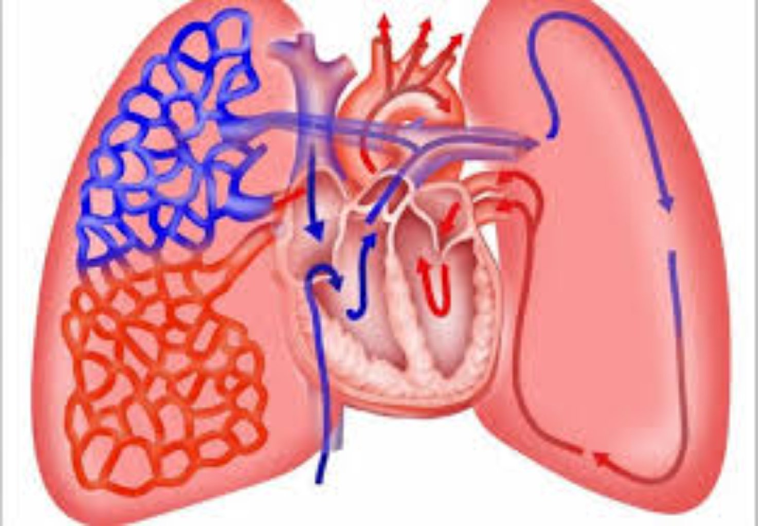 Ağciyər atreziyası