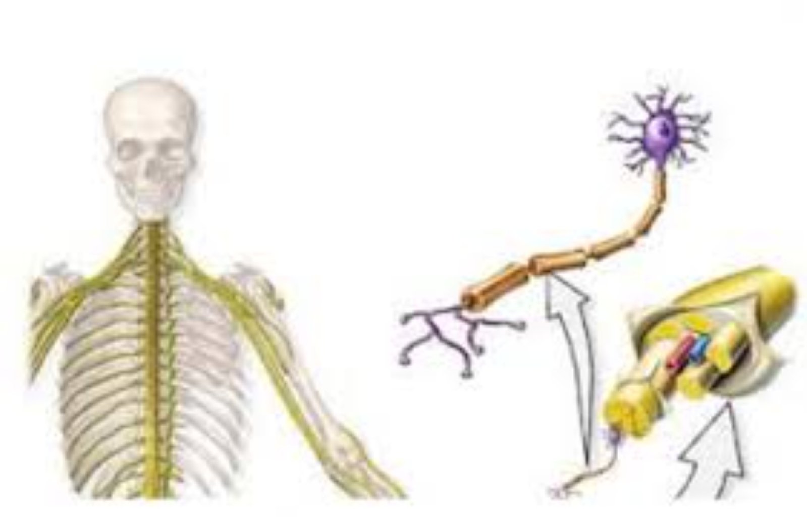 Differensial diaqnostikanın aparılması