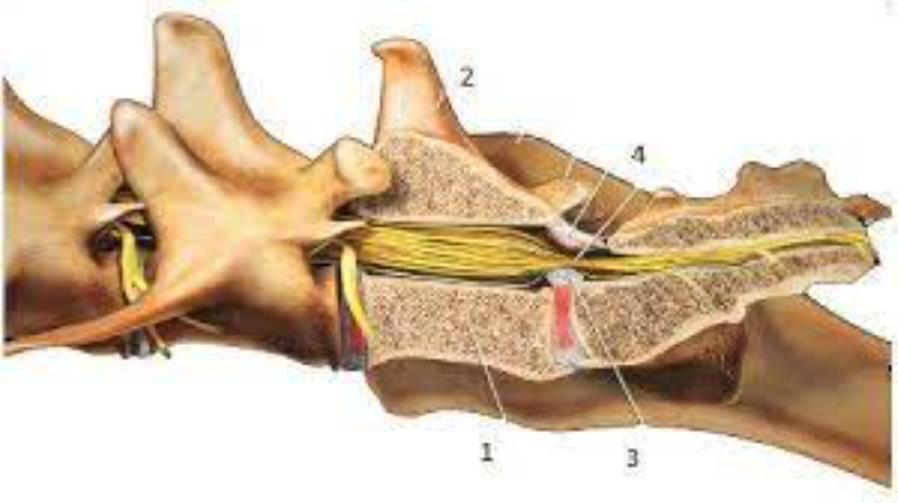 At quyruğu sindromu